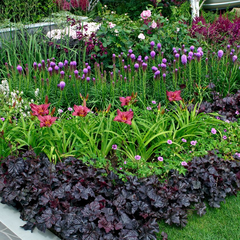 Plume du Kansas ou Liatris spicata Kobold (Port)