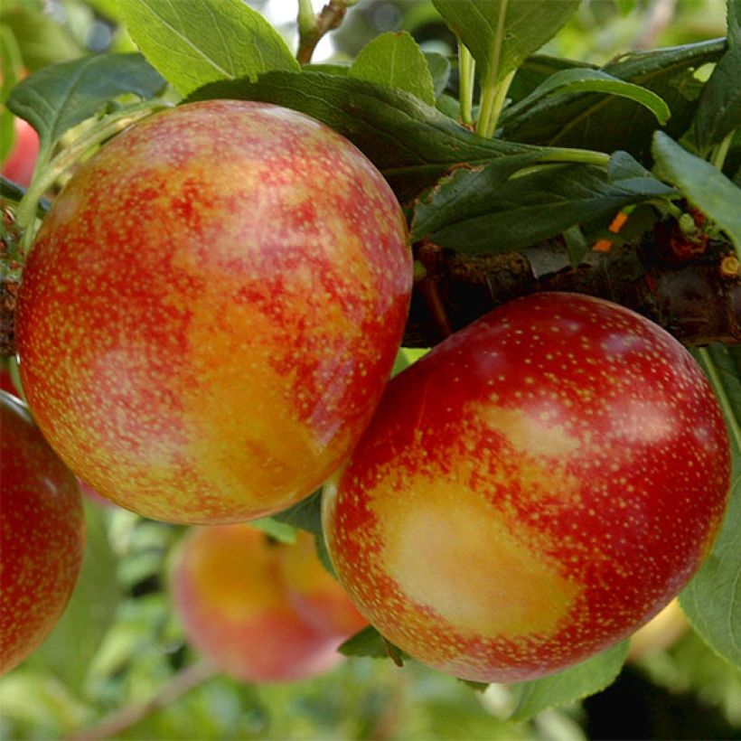 Pluot Flavor Candy - Prunus Pluot (Harvest)