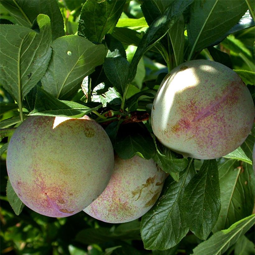 Pluot Flavor Supreme (Harvest)