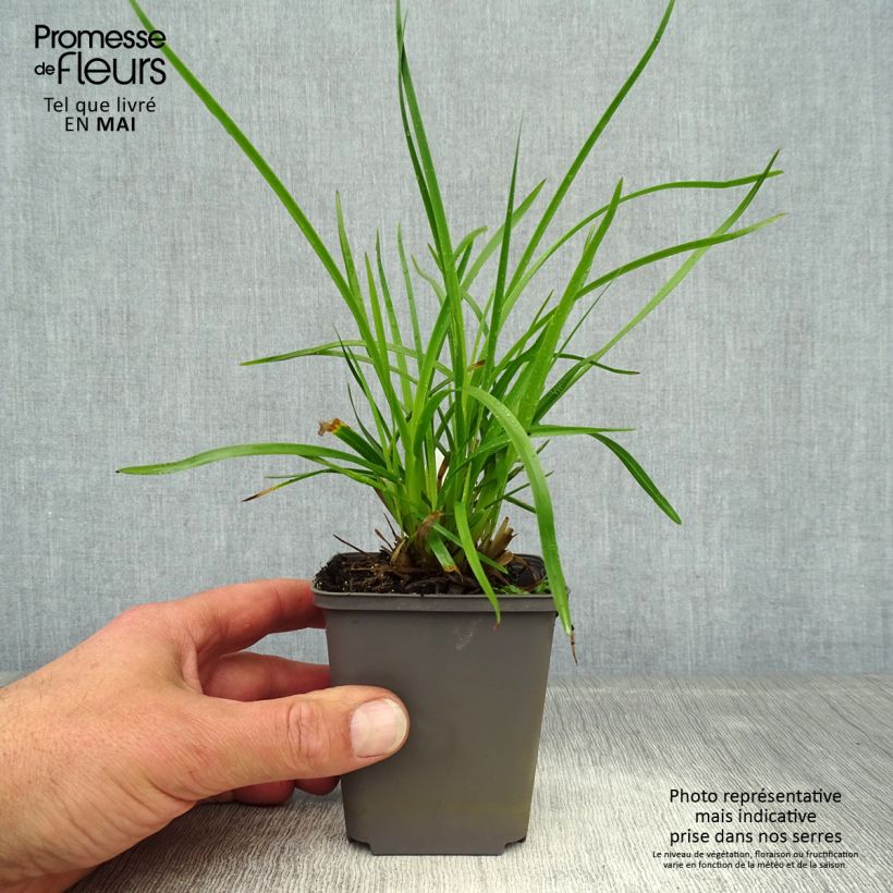 Spécimen de Poa chaixii - pâturin des Sudètes Godet de 8/9 cm tel que livré au printemps