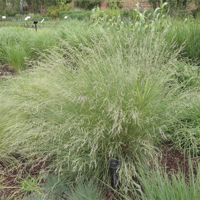 Poa labillardieri - Pâturin (Plant habit)