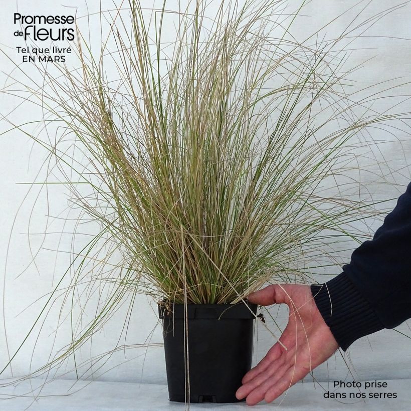 Example of Poa labillardieri - Pâturin Pot de 2L/3L as you get in printemps