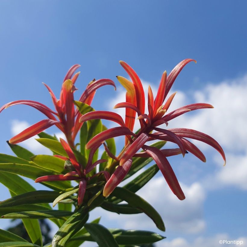 Pin des bouddhistes - Podocarpus macrophyllus Mood Ring (Feuillage)