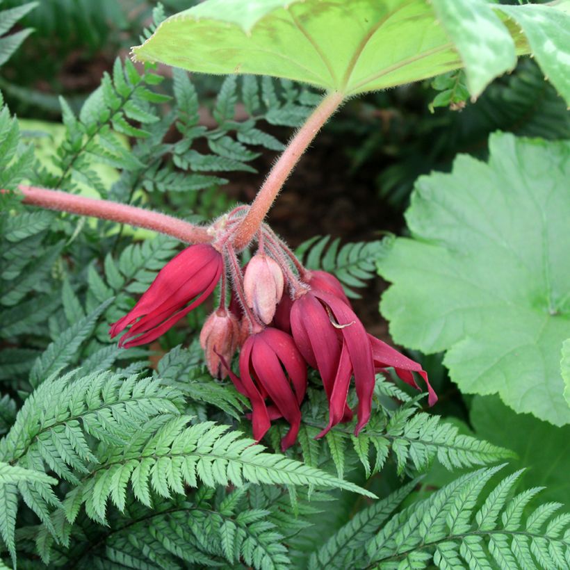 Podophyllum Spotty Dotty - Dysosma (Flowering)