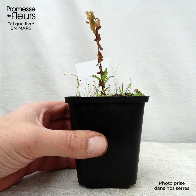 Spécimen de Podophyllum peltatum Godet de 8/9 cm tel que livré au printemps