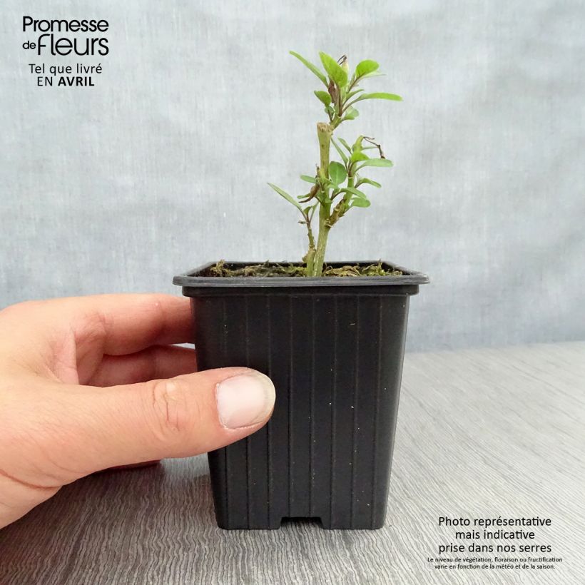 Spécimen de Melon Poire - Pépino - Solanum muricatum Godet de 7/8 cm tel que livré au printemps