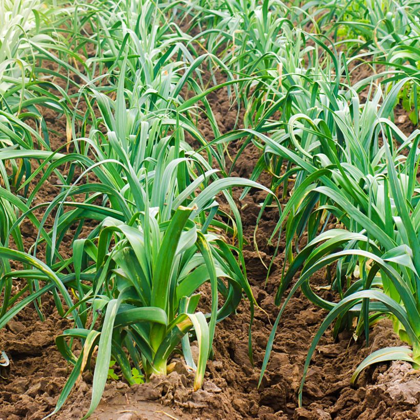Poireau Electra - Allium porrum (Port)