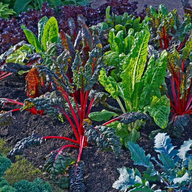 Poirée Bright Lights (Port)