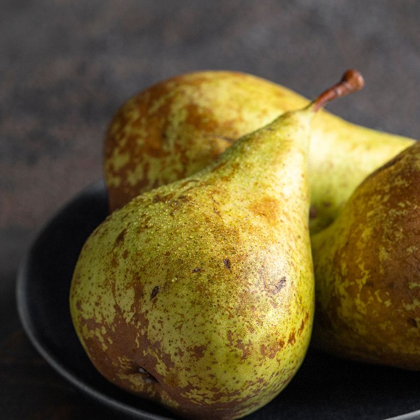 Poirier André Desportes Bio (Récolte)