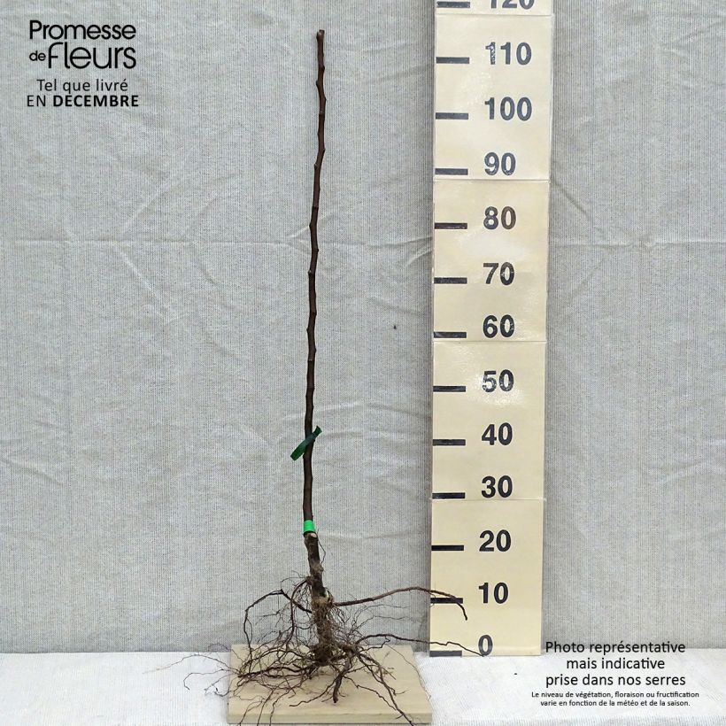 Spécimen de Poirier Beurré Clairgeau Racines nues, Scion tel que livré en hiver