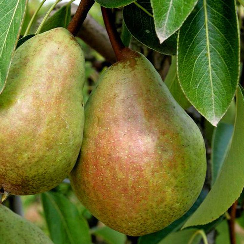 Poirier Beurré Clairgeau (Récolte)