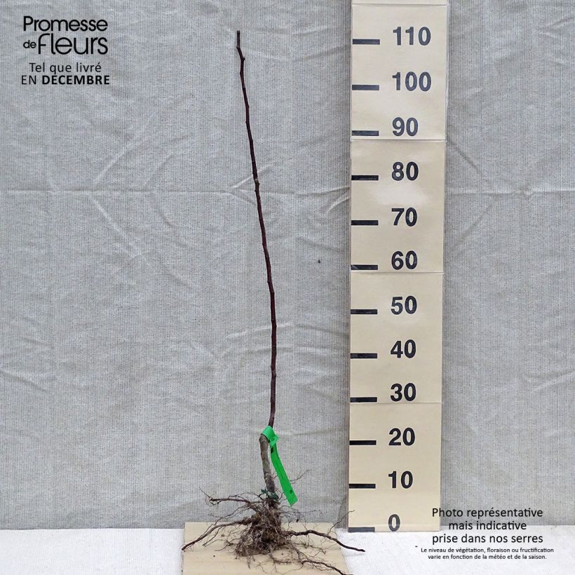 Spécimen de Poirier Beurre Giffard Racines nues, Scion tel que livré en hiver