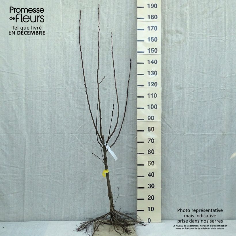 Spécimen de Poirier Beurre Hardy Racines nues, Gobelet tel que livré en hiver