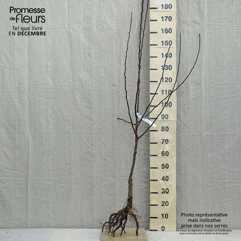 Spécimen de Poirier Clapp’s Favorite - Fruhe Clapps Racines nues, Gobelet tel que livré en hiver