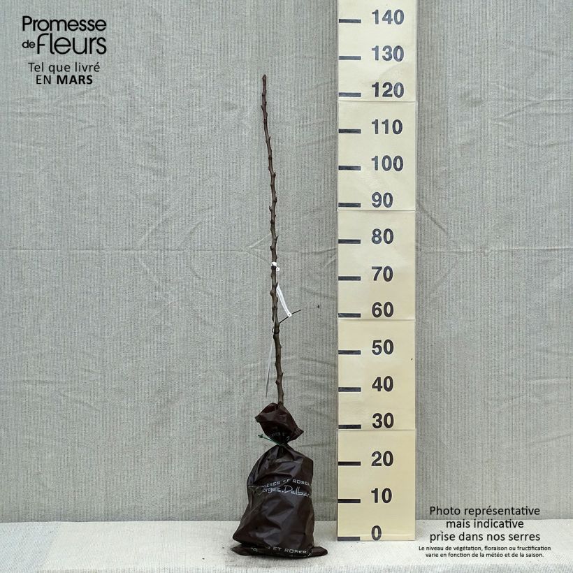 Spécimen de Poirier Comtesse de Paris - Georges Delbard Motte "Prêt-à-planter", Scion tel que livré au printemps