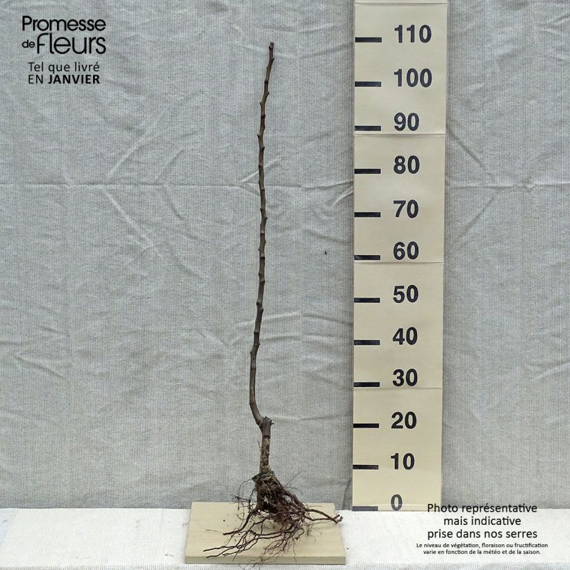 Example of Poirier Conférence Bio as you get in hiver