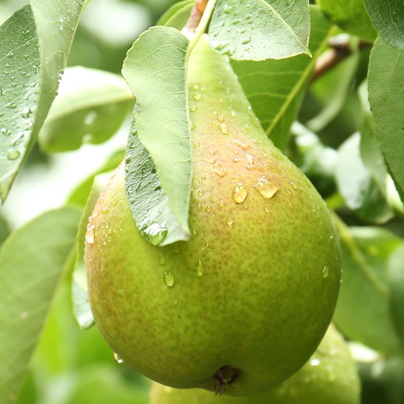 Poirier Curé ou Poire du Curé Bio (Récolte)