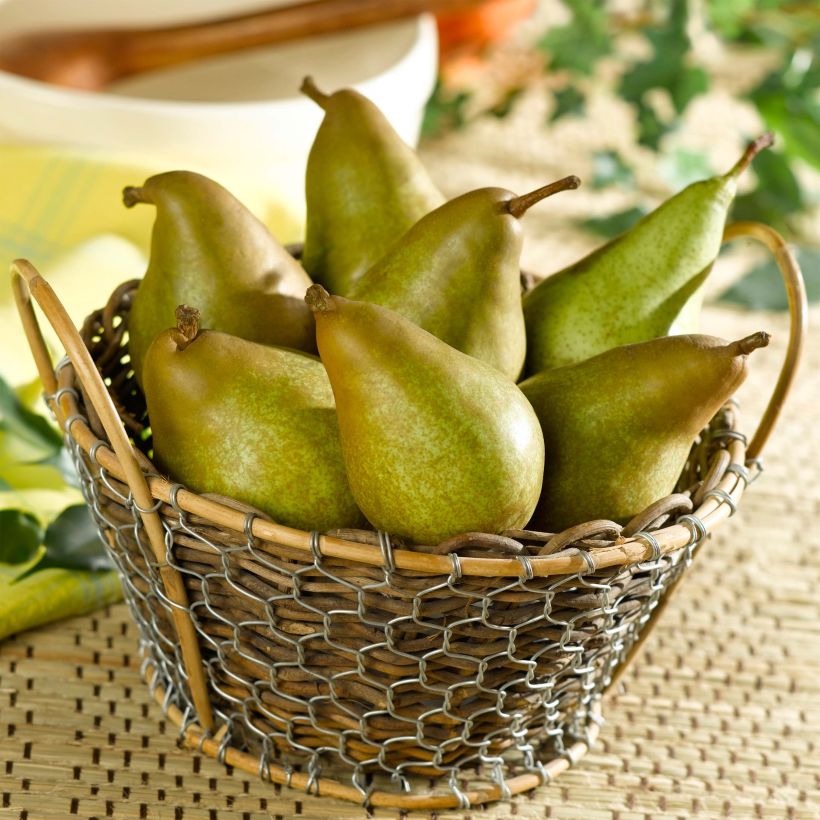 Poirier Delbard Gourmande - Georges Delbard (Harvest)