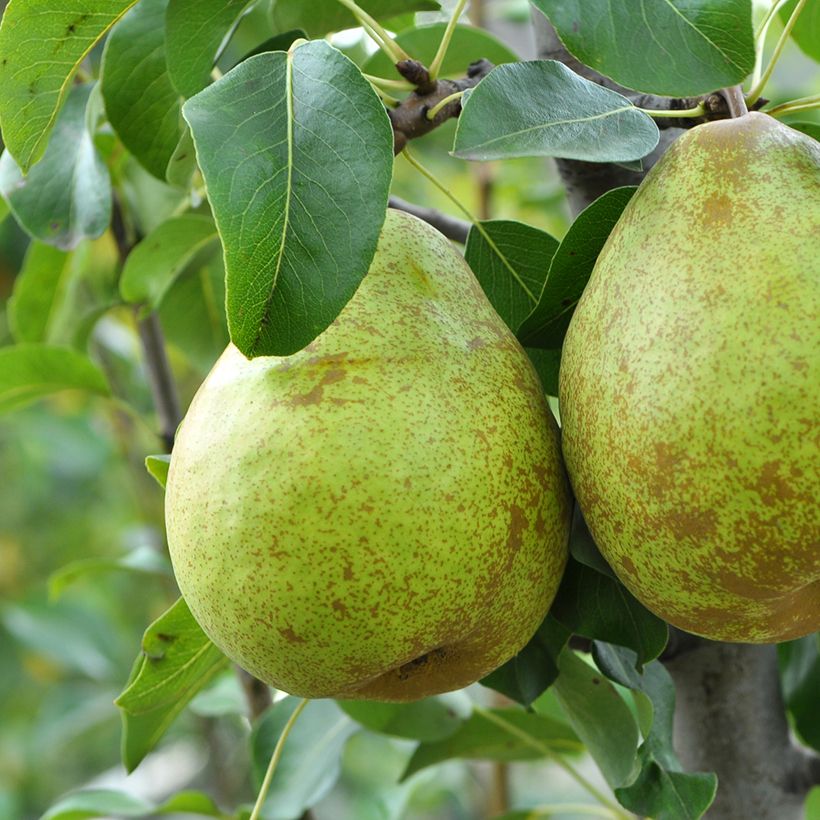 Poirier Doyenné d'hiver ou Bergamote de Pentecôte Bio (Récolte)