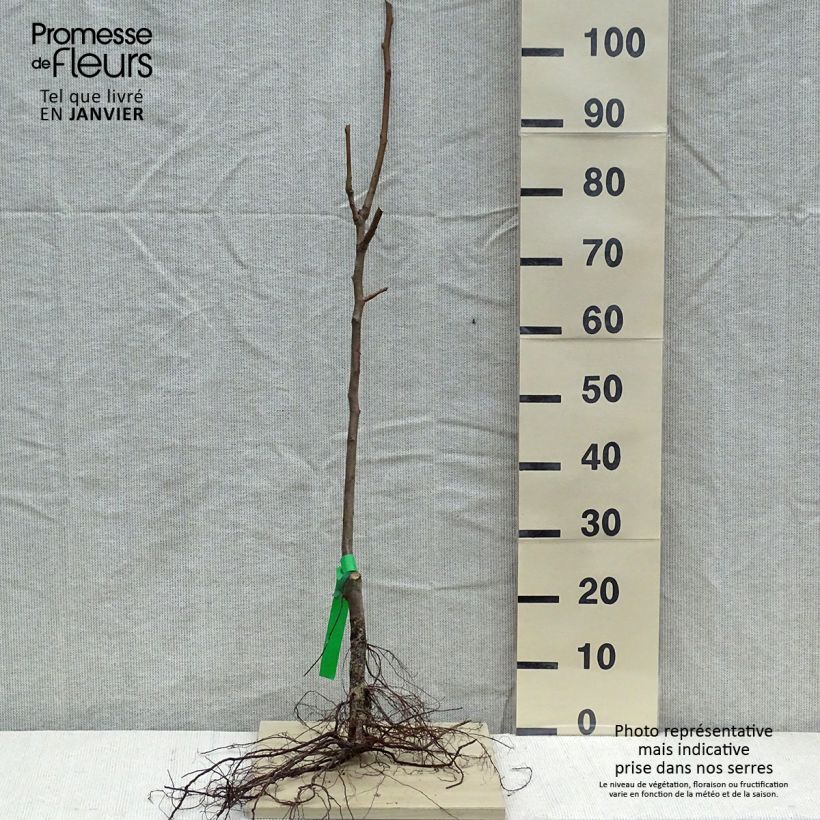 Spécimen de Poirier Duchesse d'Angouleme Racines nues, Scion, Bio AB tel que livré en hiver