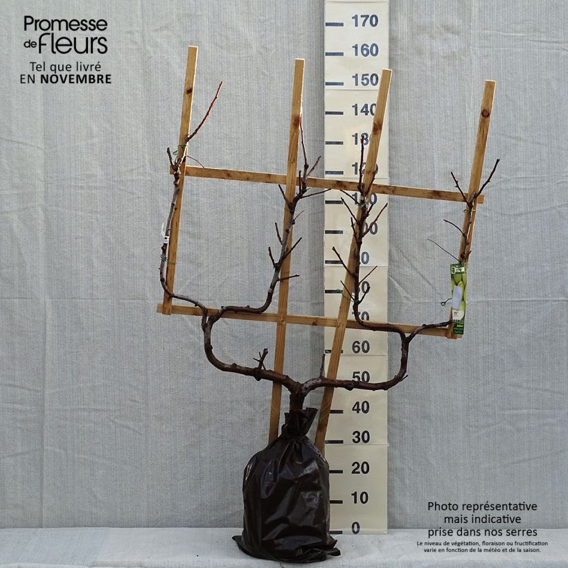 Spécimen de Poirier Fertilia Delbard Motte "Prêt-à-planter", Palmette double U tel que livré en automne
