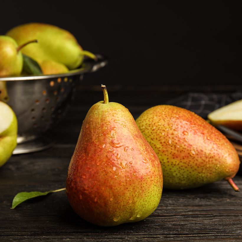 Poirier Figue D'Alençon Bio (Récolte)