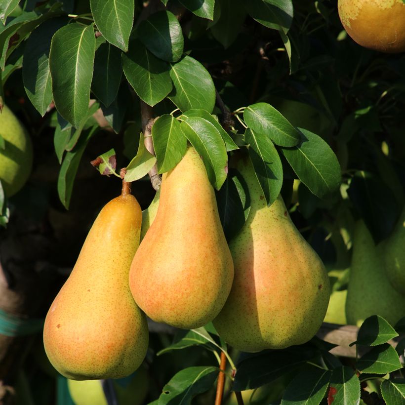 Poirier Grand champion Bio (Récolte)