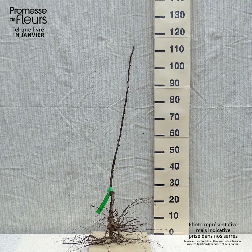 Spécimen de Poirier Jeanne d’Arc - Pyrus communis Racines nues, Scion, Bio AB tel que livré en hiver