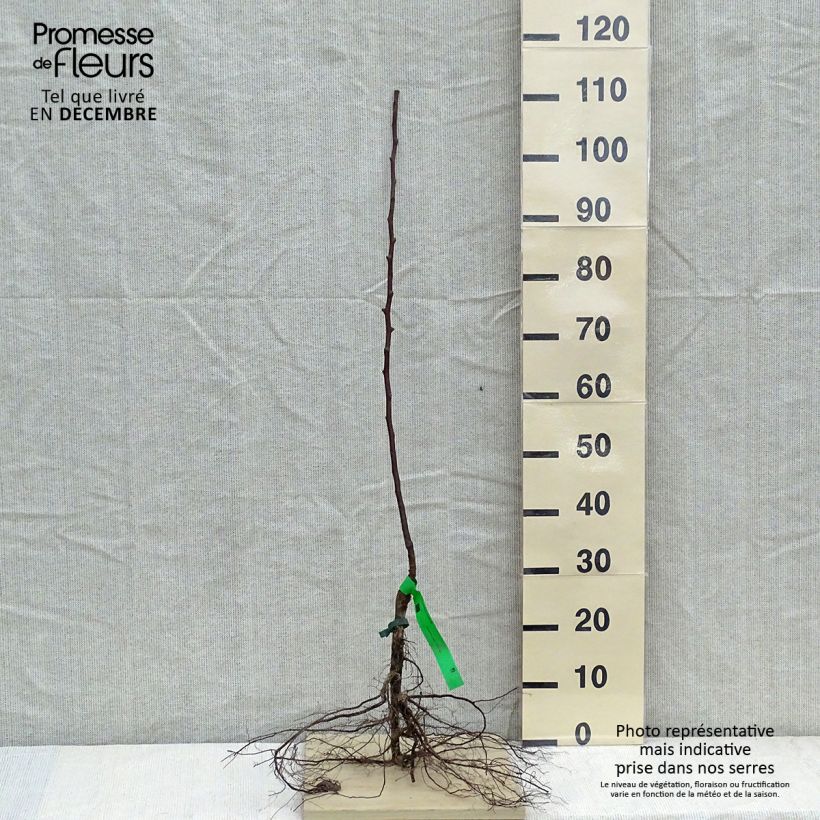 Spécimen de Poirier Jules Guyot Racines nues, Scion, Bio AB tel que livré en hiver