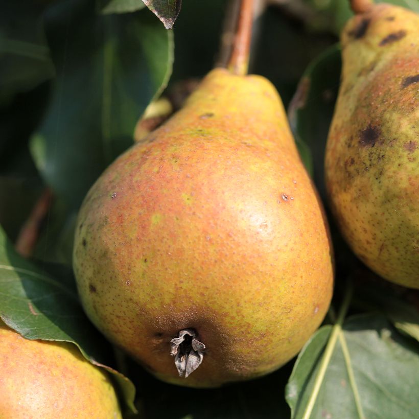 Poirier Poire de Fisée Bio (Récolte)