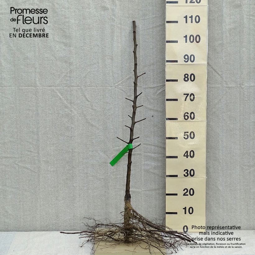 Spécimen de Poirier General Leclerc - Pyrus communis Racines nues, Scion, Bio AB tel que livré en hiver