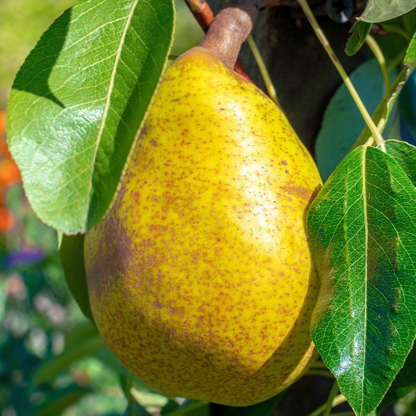 Poirier Royal Vendée Bio (Récolte)