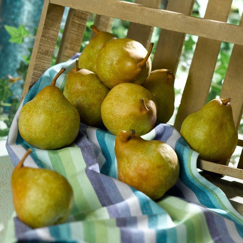 Poirier Super Comice Delbard - Georges Delbard (Harvest)