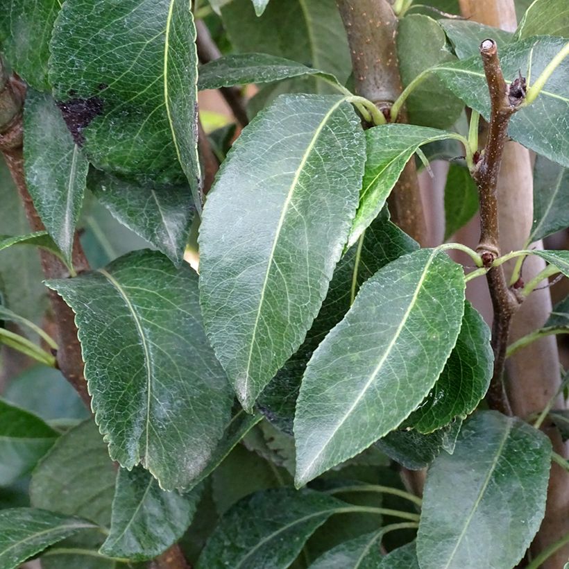 Poirier Doyenné du Comice (Foliage)