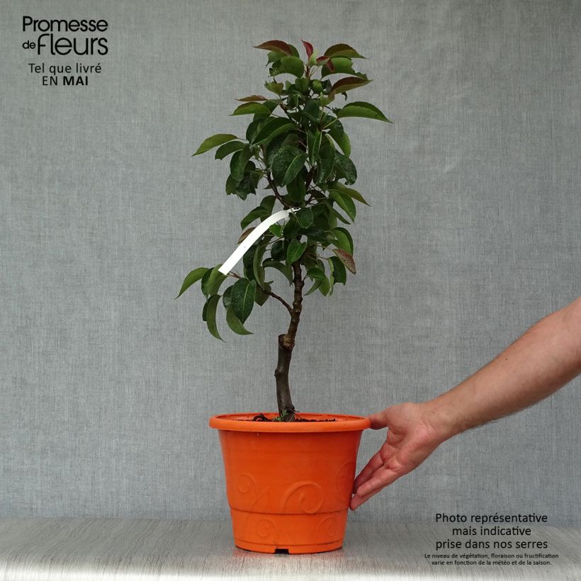 Example of Poirier nain Garden Pearl Pot de 6L/7L, 1/4 de tige, Tige de 40 cm as you get in printemps