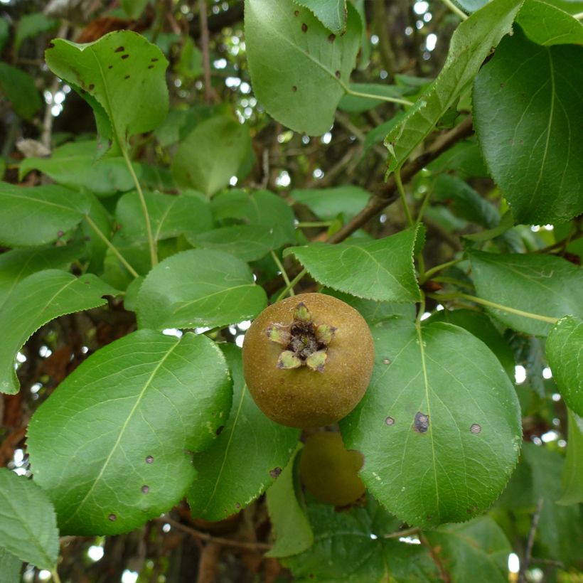 Poirier sauvage - Pyrus communis ssp. pyraster (Feuillage)