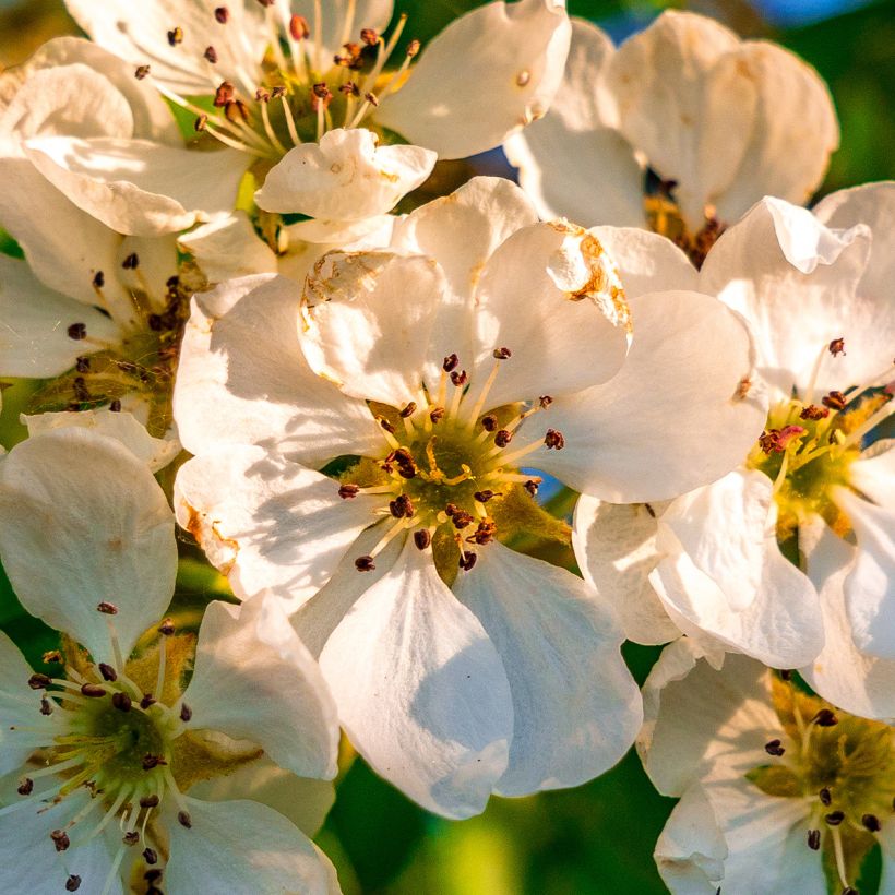 Poirier sauvage - Pyrus communis ssp. pyraster (Floraison)