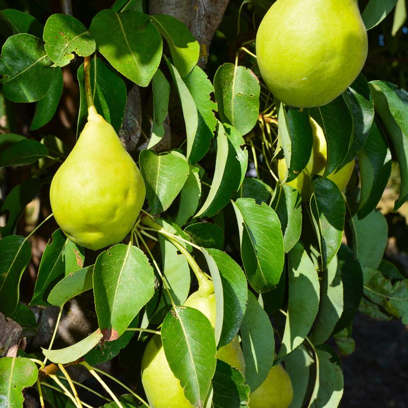 Poirier chinois Early Shu - Pyrus bretschneideri (Récolte)