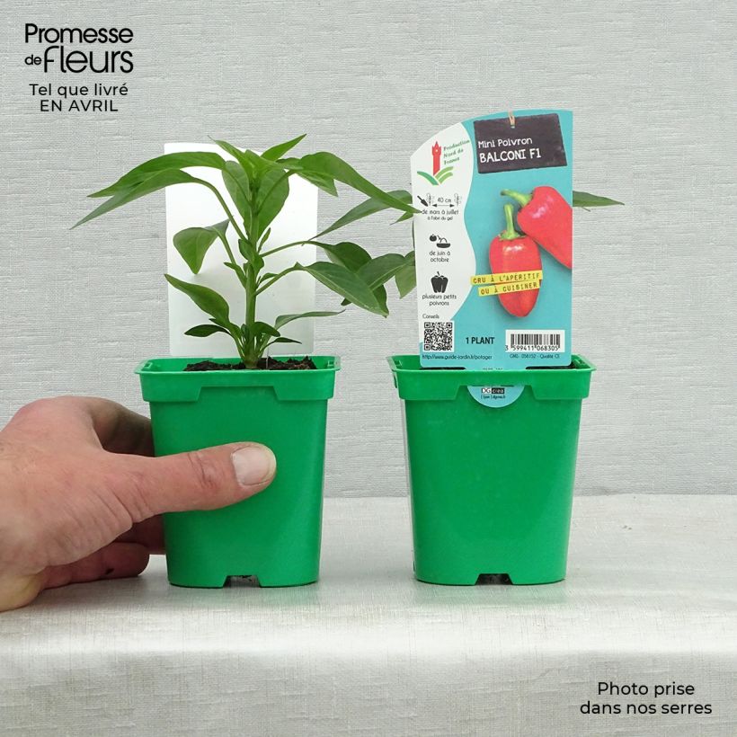 Spécimen de Poivron Balconi (mini) F1 en plants Pot de 10 cm/11cm tel que livré au printemps