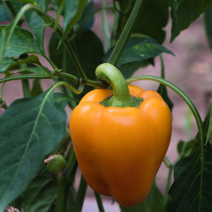 Poivron Deliro F1 - Piment à saveur douce (Récolte)