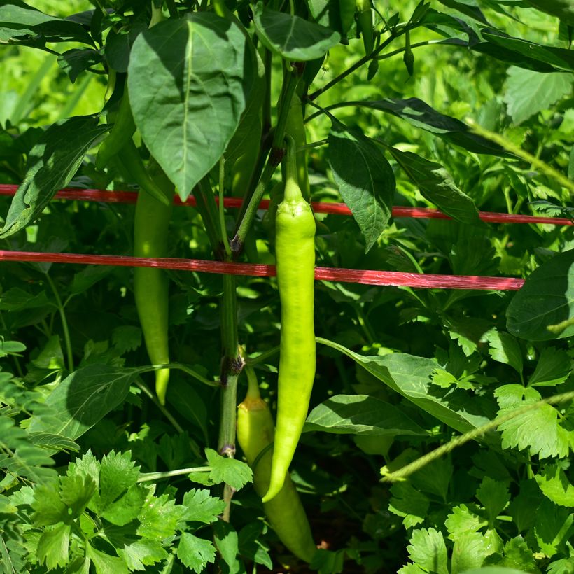 Poivron Sweet Banana Jaune Clair (Récolte)