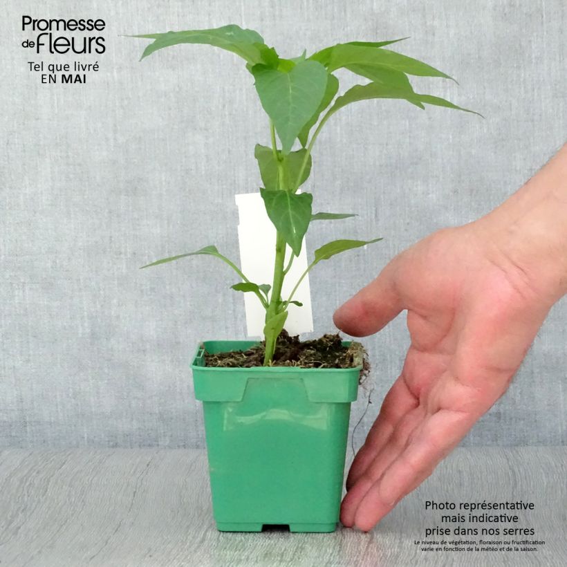 Spécimen de Poivron Terrazzi hybride F1 en plant Pot de 10 cm/11cm tel que livré au printemps