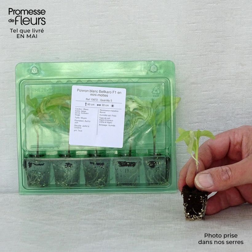 Spécimen de Poivron blanc Bellkaro F1 en plants Mini-motte Ø 3/4 cm tel que livré au printemps