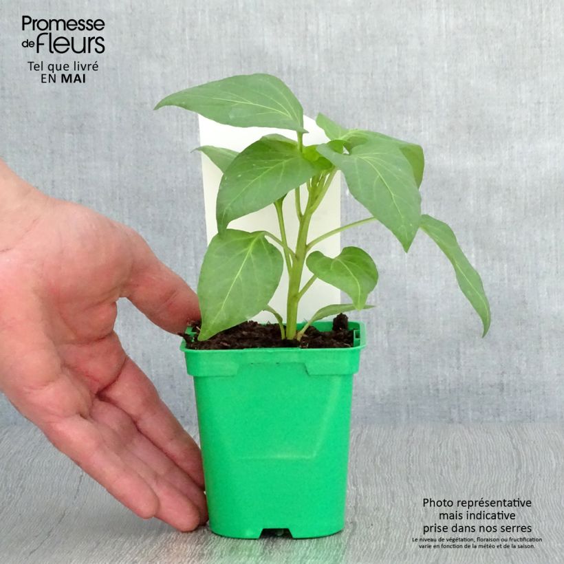 Spécimen de Poivron blanc Bellkaro F1 en plants Pot de 10 cm/11cm tel que livré au printemps