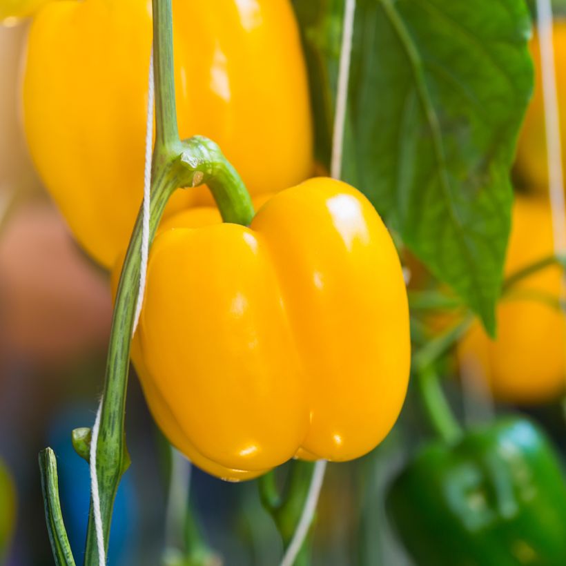 Poivron carré d'Asti Jaune Bio - Ferme de Sainte Marthe (Récolte)