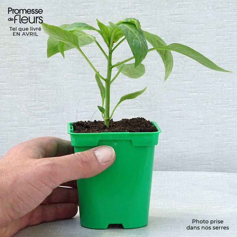 Example of Poivron jaune Tenor F1  Pot de 10 cm/11cm as you get in printemps