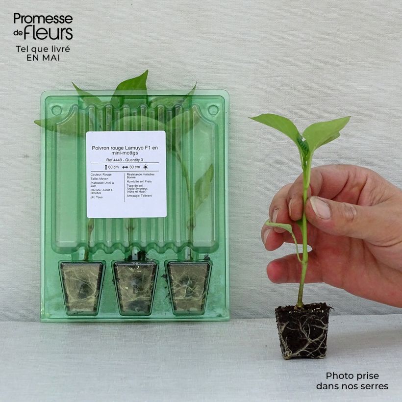 Spécimen de Poivron rouge Lamuyo F1 en plants Mini-motte Ø 3/4 cm, Plant vert de 5 cm de haut environ tel que livré au printemps