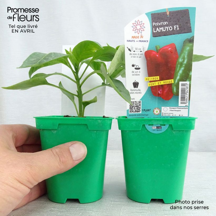 Spécimen de Poivron rouge Lamuyo F1 en plants Pot de 10 cm/11cm tel que livré au printemps