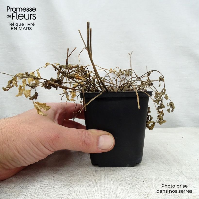 Spécimen de Polemonium Stairway to Heaven Godet de 8/9 cm tel que livré au printemps