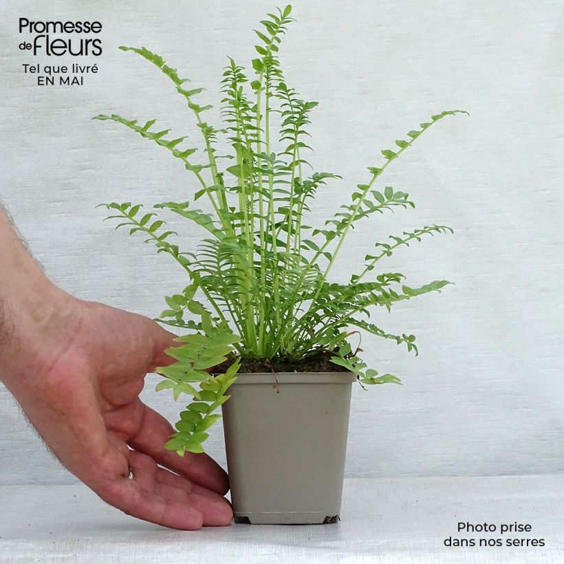 Spécimen de Polemonium caeruleum Album Godet de 8/9 cm tel que livré au printemps